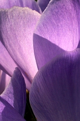 Crocus 1